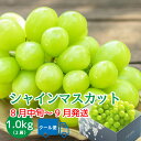 \スーパーSALE /シャインマスカット 【2025年発送】 山梨 2房 1kg 先行予約 9月 高級 ギフト 冷蔵便 化粧箱入り 贈答 自分へのご褒美 期間限定 【2025年8月下旬頃~10月上旬頃まで順次発送】 ブドウ フルーツ 果物