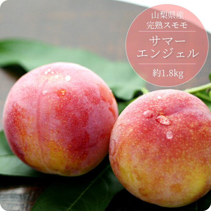 スモモ 【サマーエンジェル】 12玉前後 (約1.8kg) すもも 産地直送 完熟 朝採り ギフト 贈り物 お中元【7月上旬〜7月下旬発送予定】 山梨産 化粧箱入り 旬 フルーツ フルーツギフト お取り寄せ 贈答用 果物 厳選 ネクタリン 産直