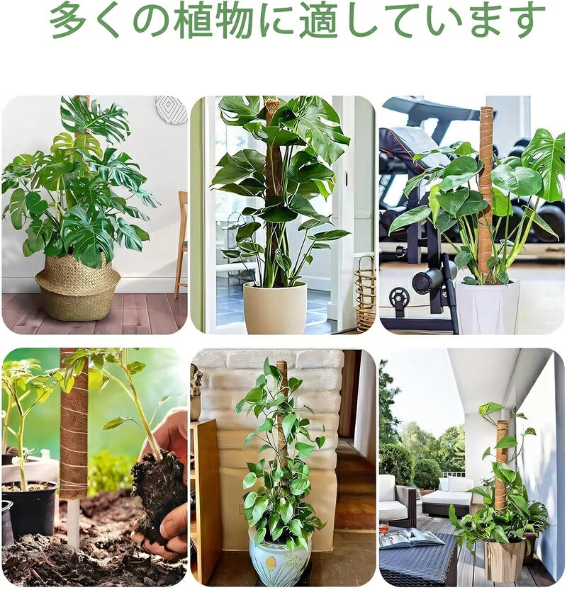 園芸支柱 モンステラ 支柱 モンステラ ココナッツ DIY曲げる可能 観葉植物 つる植...