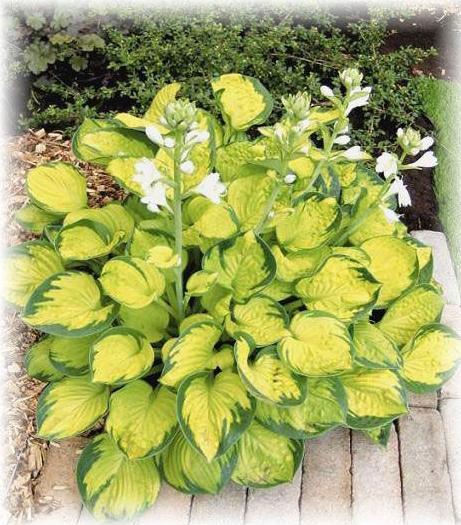 ギボウシ　レインフォレストサンライズ　ポット入苗　1株