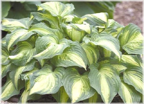 ギボウシ　レイクサイド　ラブアフェアー　ポット入苗　1株