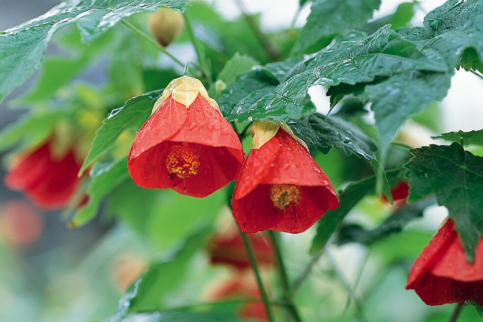 アブチロン　姫りんご　　3号ポット苗　1本