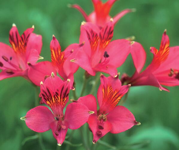 アルストロメリア　リグツ系　ミヤケストレイン　ローズシェード　球根　3球