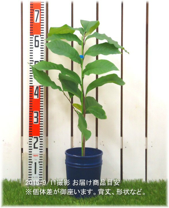 ポポー　サンフラワー　接木5号鉢植え　1本