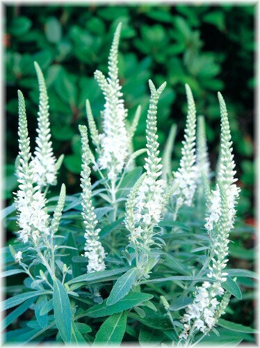 白花トウテイラン　5号　1株（入荷予定：2017年10月頃）