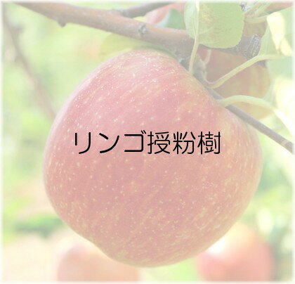 リンゴ　つがる　接木苗　1本（入荷予定：2023年11月下旬頃より）