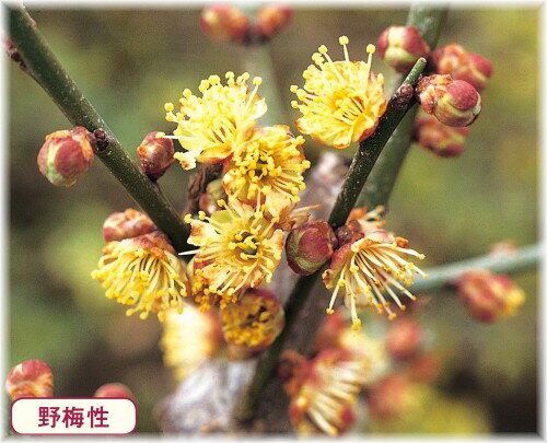 ウメ　てっけん　接木苗　1本