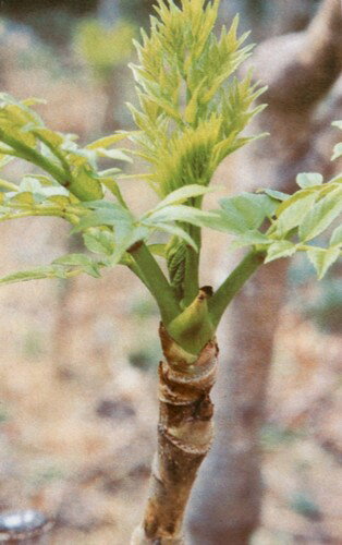 タラノキの特徴と見分け方 自宅で管理する場合の育て方のコツも解説 2ページ目 Botanica