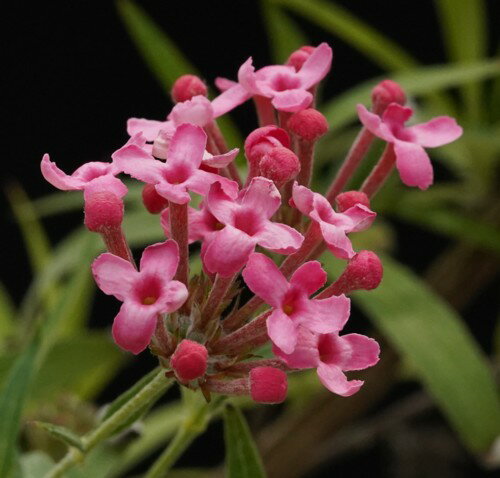 ロンデレチア　レウコフィラ　ポット苗　1本