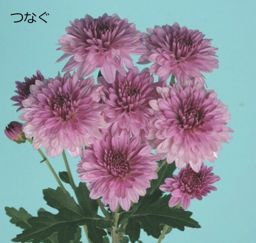 6月咲き八重小菊　6cmポット苗　4種4株