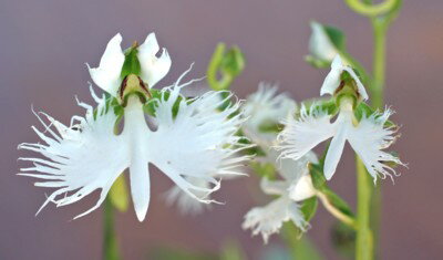 楽天市場 サギソウ 玉龍花 球根 3球 入荷予定 21年2月頃 ｅ フラワー