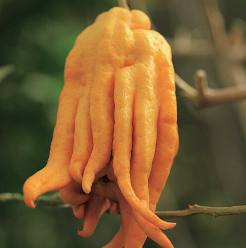 仏手柑　接木苗　1本