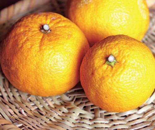 ジャバラ　接木苗　1本