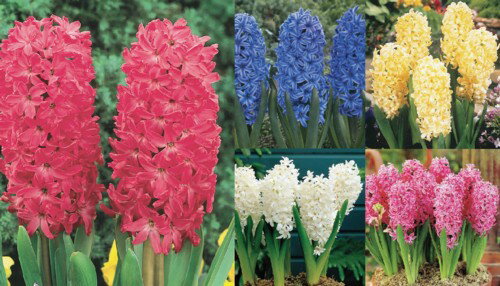 ヒヤシンス球根18cm球5種各1球...