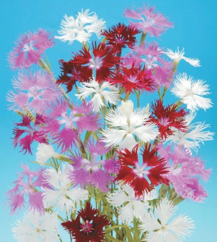 カワラナデシコ　ミックス　ポット苗　3株（在庫セール）