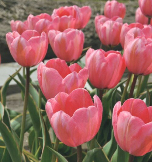 チューリップ　デザインインプレッション　球根　5球（セール）のサムネイル