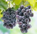 「ブドウ　ピオーネ」は、「巨峰」×「カノンホール・マスカット」。果粒は15～20g。高級ブドウの代名詞として、親しまれている品種です。 　おいしいブドウシーズンは、夏頃から店頭に出回り始め、晩秋にこのピーオネでクライマックスを迎えます。 〔　商品性状につきまして　〕 　●ブドウ科の落葉つる性　　5〜10m位に育ちます。 　●開花期　　4月頃 　●収穫期　　8月〜10月頃 　●耐寒性　　強　　-30℃ 　●栽培場所　　日向向き 　●自家結実性　　あり 〔　お届け商品につきまして　〕 　●掲載写真は成長、開花（結実）、完成時のイメージです。 　●お届けは、自根苗で、接木ではございません。畑から堀上げた素掘りの苗となります。根の部分を乾燥しないように湿ったミズゴケで包み発送致します。到着後は、ミズゴケを取り除き、バケツに水を汲み、そこに、根をつけ込んでください。 　1日位はつけ込んで、十分給水させてから植え付けして下さい。 　★こちらの商品は、2023年11月下旬頃入荷となります。先行でご予約を頂き、入荷後に順次発送となります。 また、入荷数には限りがございますので、ご検討、お早めにお願い申し上げます。 尚、順次発送できる商品と一緒にご注文頂きました場合は、基本、ご注文商品揃いましてからの発送となります。分送を御希望の場合は、別途送料を頂戴させて頂き、分送対応とさせて頂きます。御理解くださいますようお願い申し上げます。