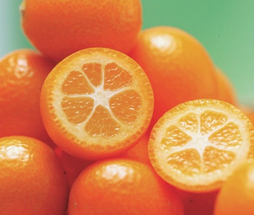 キンカン　ぷちまる（PVP)　接木苗　1本のサムネイル