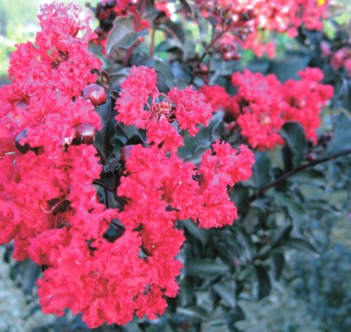 サルスベリブラックパールRルビー5号1本