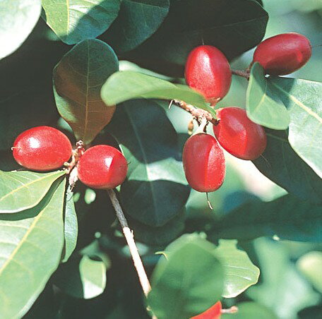 ミラクルフルーツ　3号　1本（入荷予定：2024年7月頃）のサムネイル