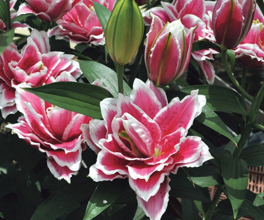 ユリ　サマンサ　球根　2球（入荷予定：2024年10月頃）