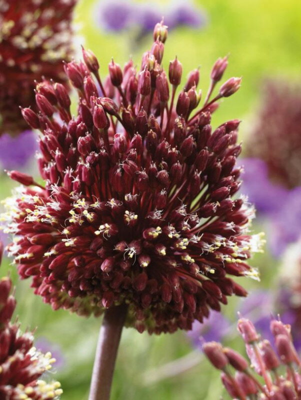 アリウム　レッドモヒカン　球根　2球　（入荷予定：2024年10月頃）