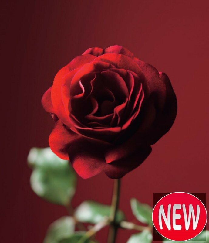 バラ　レジェンド・オブ・ルージュ　Rosa ‘Legeng of Rouge’ (R)　接木大苗　1本（入荷予定：2023年11月旬頃）