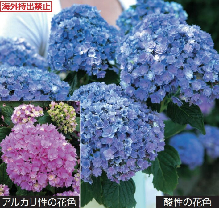 アジサイ　トゥギャザー（PVP） 3号　1本　（入荷予定：2024年10月頃）
