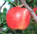 　シャキッとした食感と甘酸っぱい風味が特徴の「リンゴ」。栄養価が高いことでも知られています。 　また、可憐な花は観賞用としても人気です。 　「リンゴ　未希ライフ」は、「千秋」×「つがる」の交配種。果重280g前後で、歯ざわりと食味の良い早生品種です。授粉樹は「ふじ」がおすすめ。授粉樹は「王林」など。 〔　商品性状につきまして　〕 　●バラ科の落葉高木　　3〜4m位に育ちます。 　●開花期　　4月頃 　●収穫期　　8月頃 　●耐寒性　　強　-20℃ 　●栽培場所　　日向向き 　●自家結実性　　なし（授粉樹が必要です。） 〔　お届け商品につきまして　〕 　●掲載写真は成長、開花（結実）、完成時のイメージです。 　●お届けは、ポット植えの接木苗で、高さ50cm位となります。