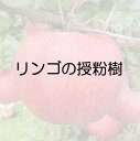 　「リンゴ　王林スパー」は、節間がつまり、花が鈴なりにつき、リンゴの果樹園で授粉樹として混植されます。果皮は黄緑色。果重250～300g。糖度15度ぐらい。 〔　商品性状につきまして　〕 　●バラ科の落葉高木　　3〜3.5m位に育ちます。 　●開花期　　4月頃 　●収穫期　　11月頃 　●耐寒性　　強　-20℃ 　●栽培場所　　日向向き 　●自家結実性　　なし 〔　お届け商品につきまして　〕 　●掲載写真は成長、開花（結実）、完成時のイメージです。 　●お届けは、素掘りの接木苗で、根の部分を湿ったミズゴケで包み発送致します。到着後はミズゴケを取り除き、根を水につけて十分給水させてから植え付けをお願い致します。