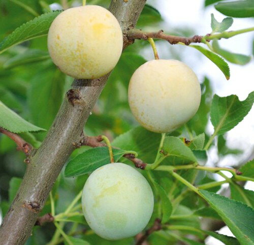 プルーン ボンヴェール 接木苗 1本