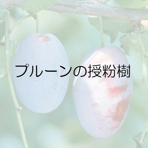 プルーンシュガー接木苗1本