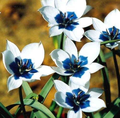 チューリップ　アルバコエルレア　オクラータ　球根　5球（セール）のサムネイル