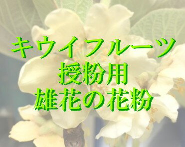 楽天市場 人工授粉用キウイ 花粉 1袋 今季 残りわずかです お早目に e フラワー 楽天市場 人工授粉用キウイ 花粉 1袋 今季 残りわずかです お早目に e フラワー