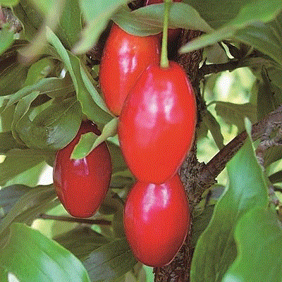 ヨーロピアンコーネル　カサンラク　接木苗　1本