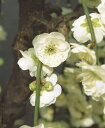 花梅　緑萼枝垂　接木苗　1本