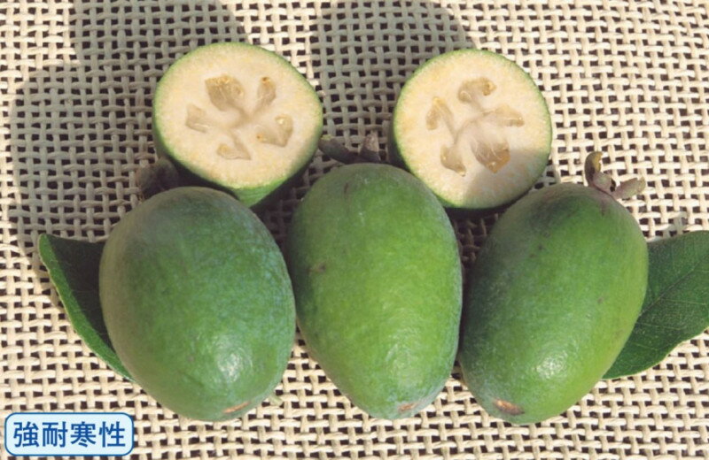 「フェイジョア　ピポット（R）デンズチョイス」は、1本で結実しやすい中～大果の豊産性品種。果重70～150g。糖度12～15度。果肉はゼリー質で風味が良く、マシュマロのような花弁も食べられます。 〔　商品性状につきまして　〕 　●フトモモ科の常緑低木　　3〜4mくらいに育ちます。 　●開花期　　5〜6月頃 　●収穫期　　10〜11月頃 　●耐寒性　　強　-10℃ 　●栽培場所　　日向向き 　●自家結実性　　あり 〔　お届け商品につきまして　〕 　●掲載写真は成長、開花（結実）、完成時のイメージです。 　●お届けは、4号ポット植えの苗となります。背丈30～50cm位です。幹は3～5mmくらい。★こちらの商品は、2024年2月下旬頃入荷となります。先行でご予約を頂き、入荷後に順次発送となります。 また、入荷数には限りがございますので、ご検討、お早めにお願い申し上げます。 尚、順次発送できる商品と一緒にご注文頂きました場合は、基本、ご注文商品揃いましてからの発送となります。 分送を御希望の場合は、別途送料を頂戴させて頂き、分送対応とさせて頂きます。御理解くださいますようお願い申し上げます。