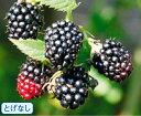 ブラックベリー ブラックサテン 3.5号 1本