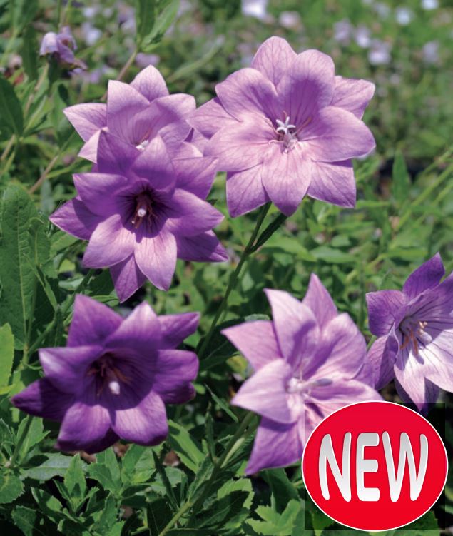 キキョウ　小豆色二重　ポット苗　1株（入荷予定：2024年9月下旬頃より）