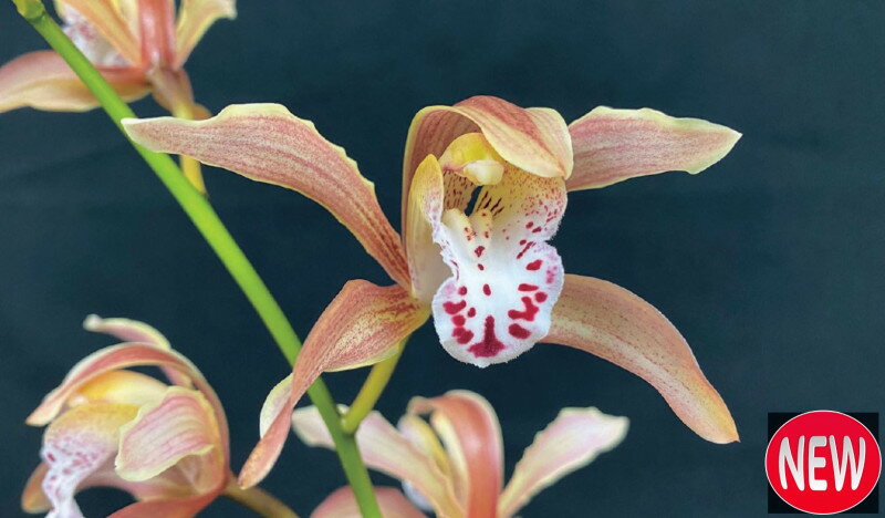 　「深山系シンビジウム　花散里」は、花茎は直立し、花径5～6cmの花を10輪前後つけます。萼片と側萼片は淡赤褐色で、唇弁は白色に赤紫色の斑点が入ります。柑橘系の香り。 〔　商品性状につきまして　〕 　●ラン科の多年草　　40～50cm位に育ちます。 　●開花期　　3～4月頃 　●耐寒性　　弱　　0℃ 　●栽培場所　　半日陰向き 〔　お届け商品につきまして　〕 　●掲載写真は成長、開花（結実）、完成時のイメージです。 　●お届けは、4号苗なります。1作開花サイズです。 　★こちらの商品は、2024年3月頃入荷となります。先行でご予約を頂き、入荷後に順次発送となります。 また、入荷数には限りがございますので、ご検討、お早めにお願い申し上げます。 尚、順次発送できる商品と一緒にご注文頂きました場合は、基本、ご注文商品揃いましてからの発送となります。分送を御希望の場合は、別途送料を頂戴させて頂き、分送対応とさせて頂きます。御理解くださいますようお願い申し上げます。