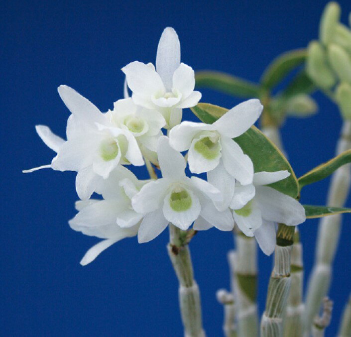 セッコク　君子　3～4条　1株（入荷予定：2024年9月頃）