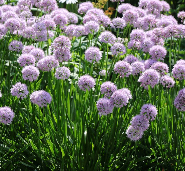 宿根アリウム　サマービューティー　ポット苗　2株のサムネイル