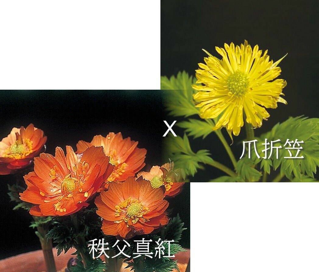 福寿草　秩父真紅×爪折笠　2.5号1作開花サイズ苗　1株(入荷予定：2024年3月頃から）