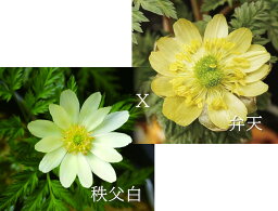 福寿草　秩父白×弁天　2.5号1作開花サイズ苗　1株(入荷予定：2024年3月頃から）