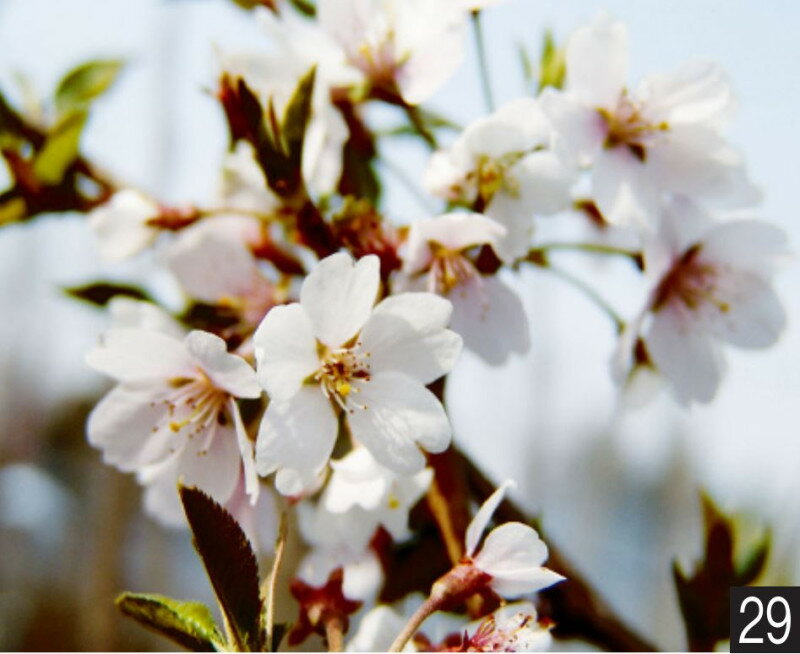 サクラ　四季桜　接木苗　1本(当店通常価格1500円のところ、800円にて）