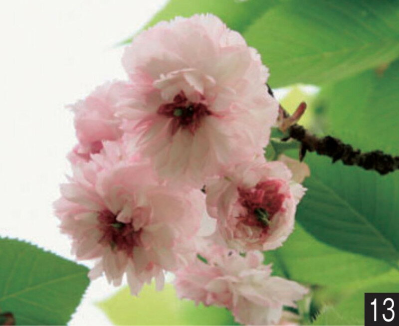 サクラ　兼六園菊桜　接木苗　1本(当店通常価格1500円のところ、800円にて）