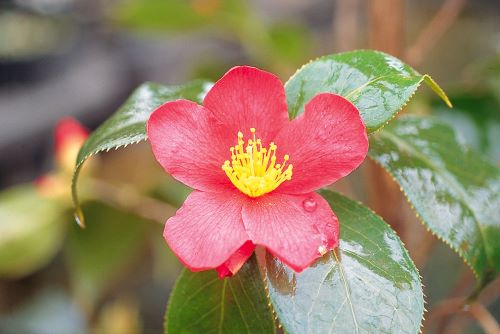 赤花雪椿　挿し木苗　1本（入荷予定：2024年4月下旬頃）