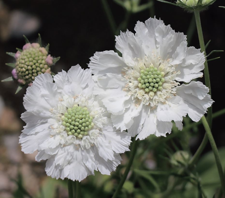 　「スカビオサ　コーカサス　ホワイト」は、コーカサスマツムシソウの白花品種。花茎は直立し、先端に純白色の花をつけます。花壇・切花向き。 〔　商品性状につきまして　〕 　●スイカズラ科の多年草　　40～70cm位に育ちます。 　●開花期　　5～9月頃 　●耐寒性　　強　-15℃ 　●栽培場所　　日向向き 〔　お届け商品につきまして　〕 　●掲載写真は成長、開花（結実）、完成時のイメージです。 　●お届けは、ポット苗となります。