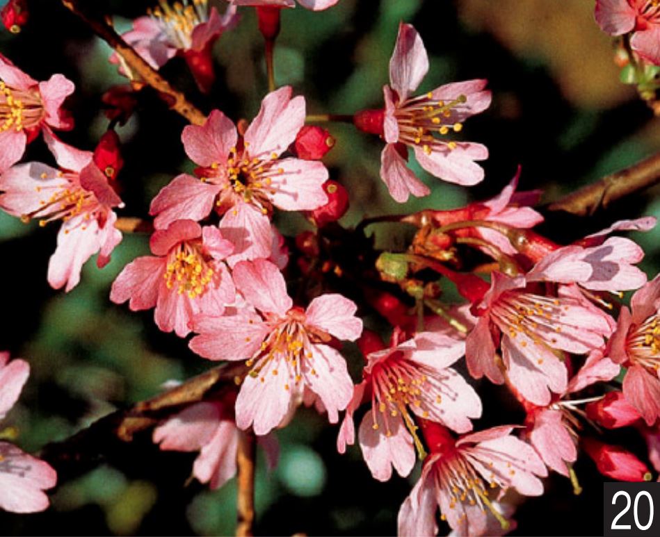 サクラ　おかめ桜　接木苗　1本(当店通常価格1500円のところ、800円にて）