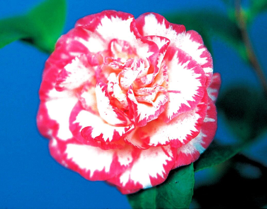 ツバキ　マーガレットデービス　ポット苗　1本（在庫セール）